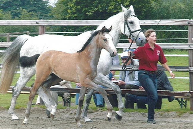 stute von legolas 2013